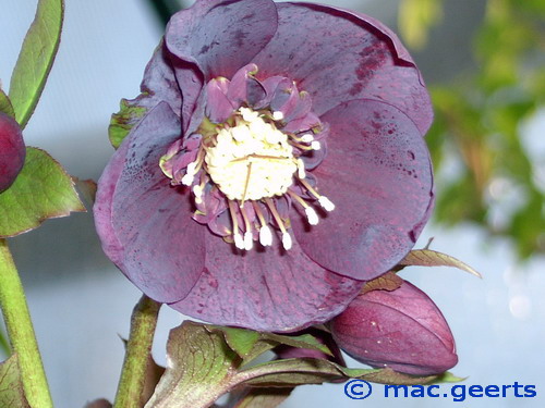 helleborus hybr